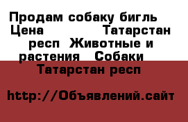 Продам собаку бигль. › Цена ­ 15 000 - Татарстан респ. Животные и растения » Собаки   . Татарстан респ.